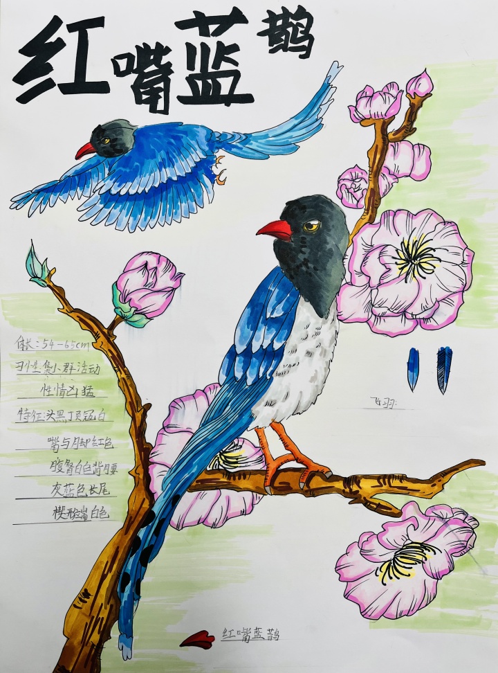 爱鸟护鸟美术教案图片