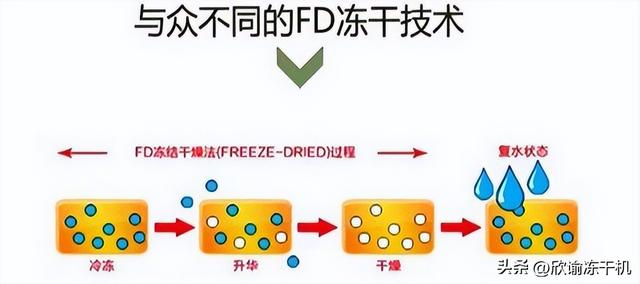农产品冻干过程中欣谕冷冻干燥机的地位