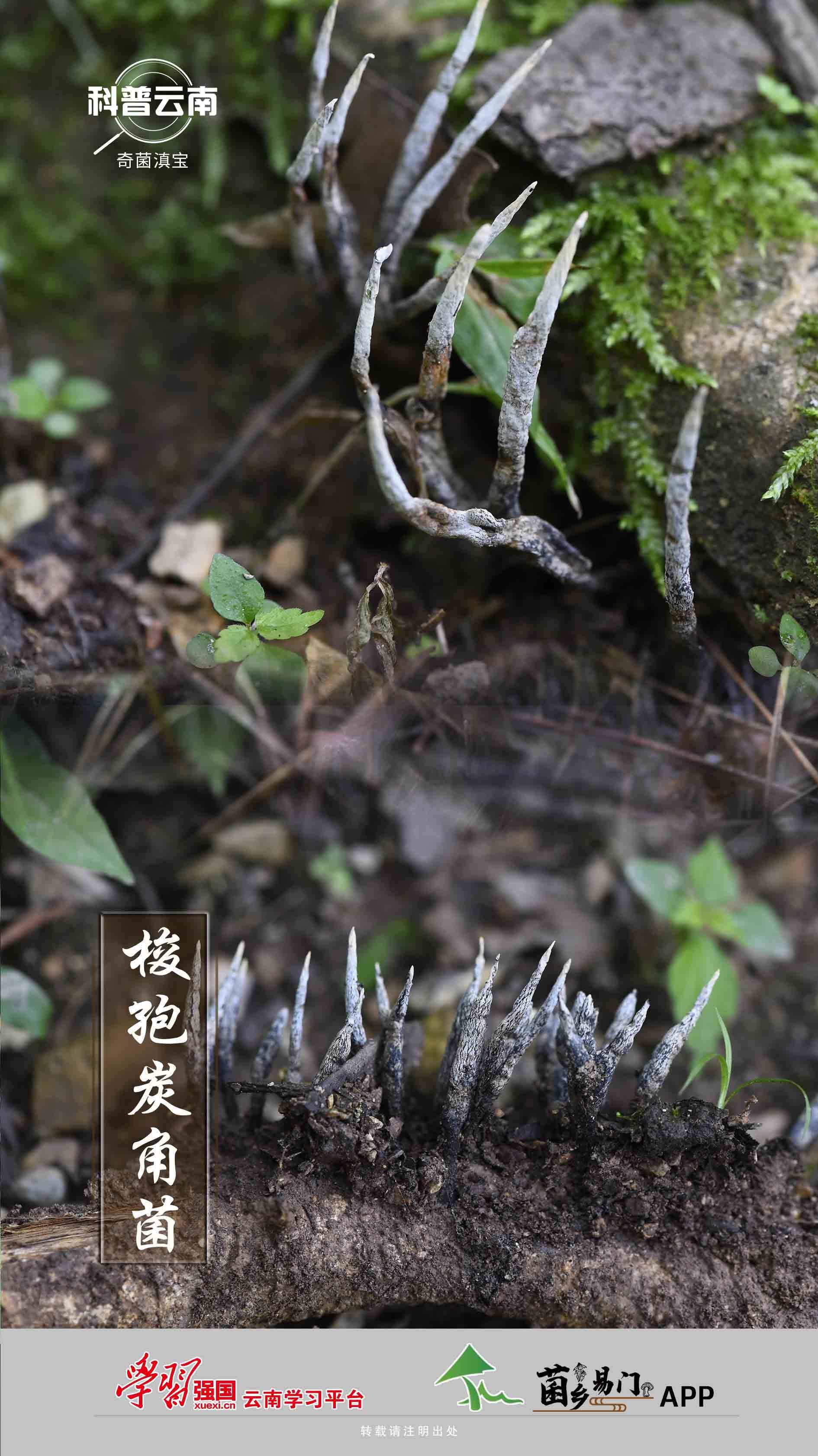 科普云南|奇菌滇宝·梭孢炭角菌