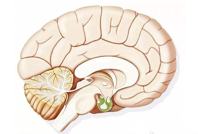 小脑萎缩可以治疗吗?