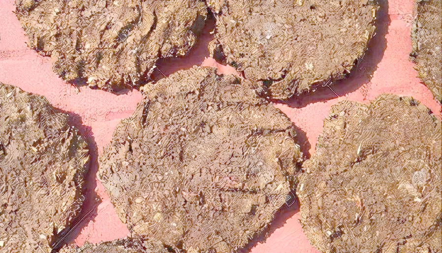 印度牛粪饼:一种既满足口腹之欲又彰显宗教信仰的食物?