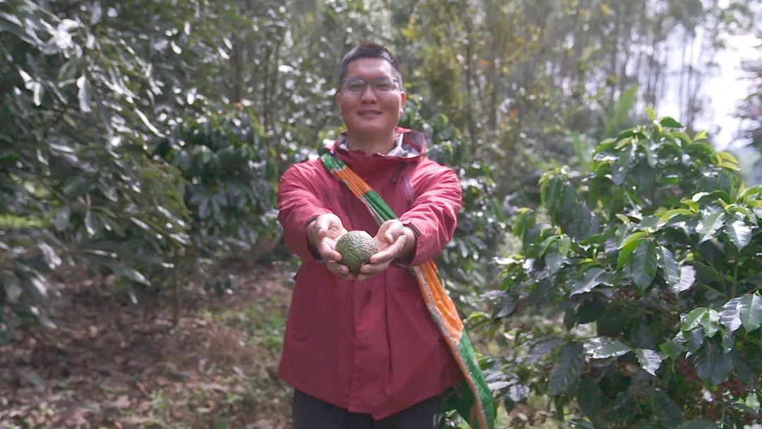 云南日报头版报道普洱孟连新农人大萌牛油果香创业忙