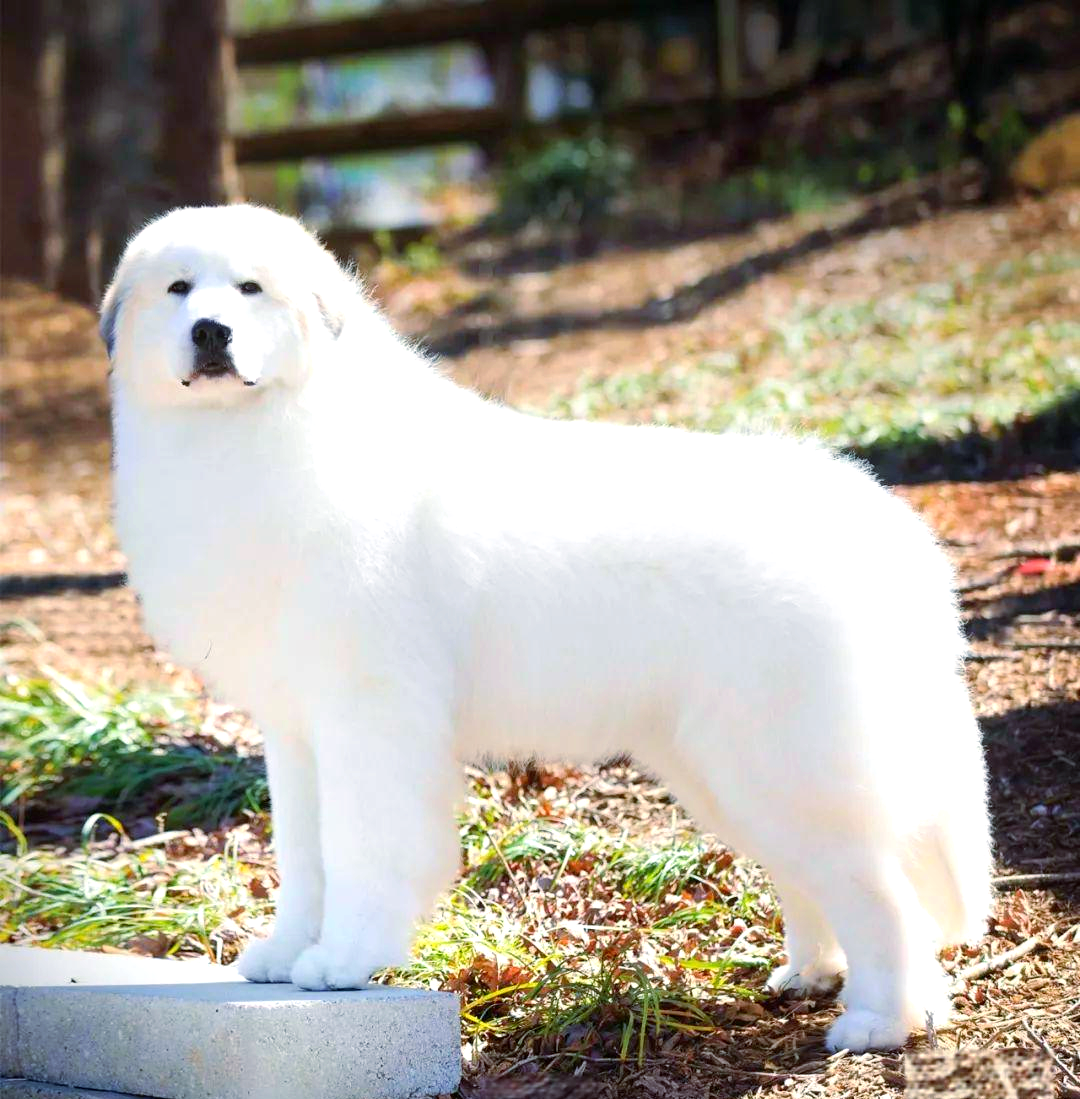 大白熊犬:守护家庭与工作的全能伙伴