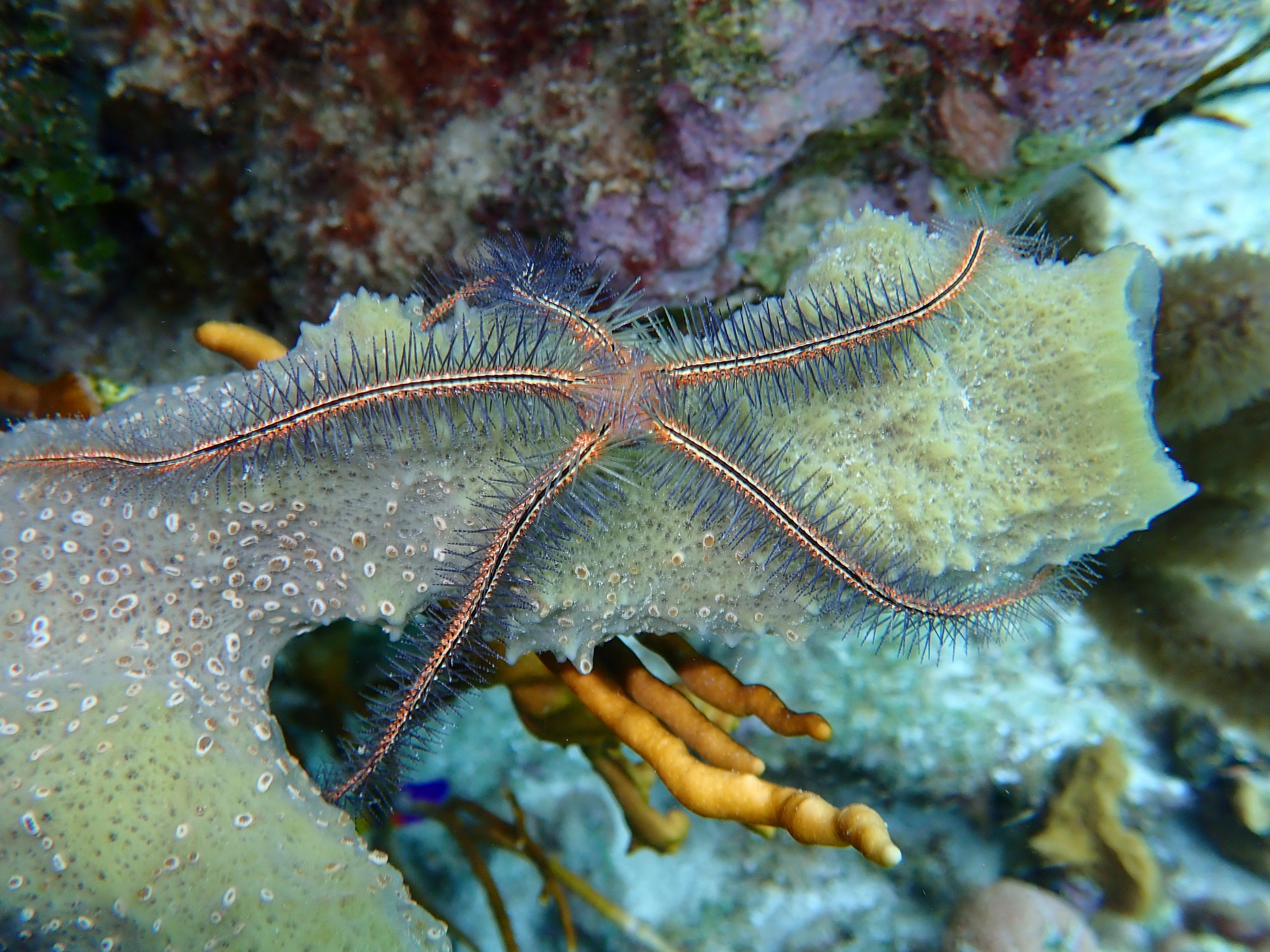 9种再生动物:虽不能死而复生,但被剁碎还能恢复如初