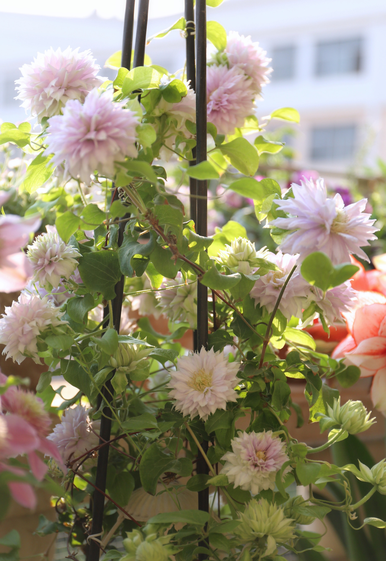 铁线莲"沃金美女"—花若牡丹,又仙又美,三季花开,阳台也能养