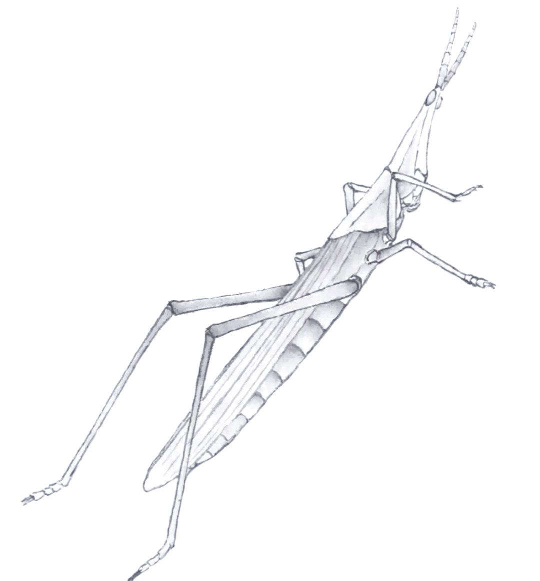 工笔蚱蜢绘制指南:法画与设色技巧详解