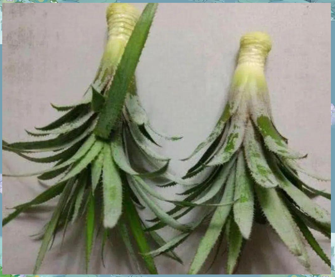 菠萝头盆栽种植指南:打造美观且充满生机的"菠萝树"