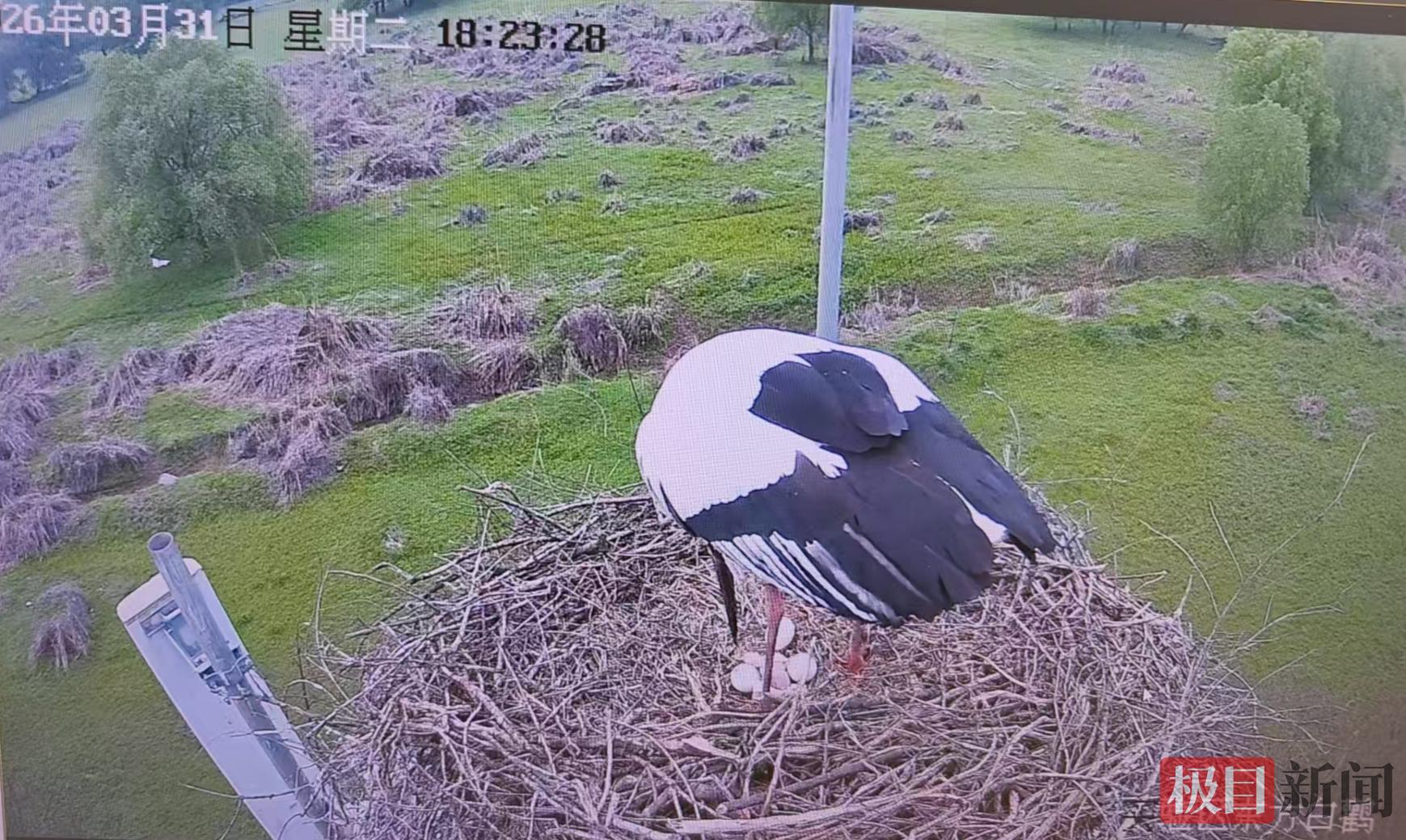 �״��ĵ�����¹���С�����������������ʯ����¹��������˫ϲ���š�