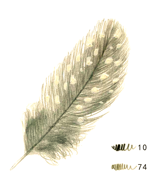 用彩铅画出羽毛的色彩:技巧与细节解析