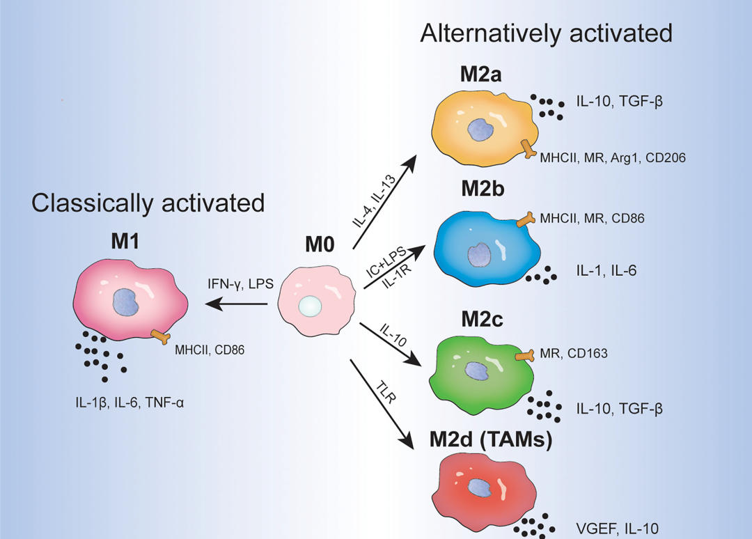巨噬细胞的极化与功能:动态适应免疫环境
