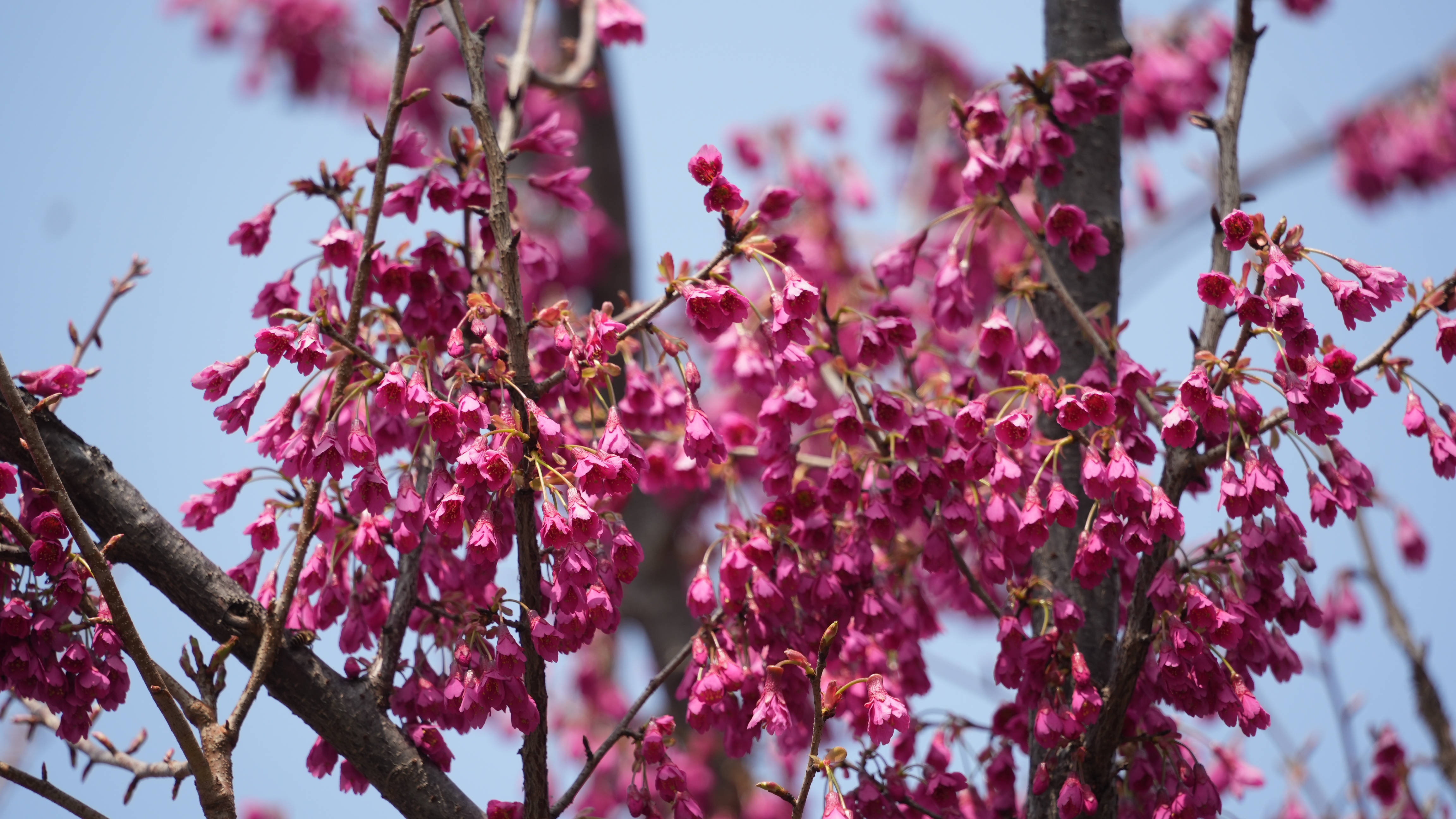 在静安欣赏山林美景:中兴公园福建山樱花盛开