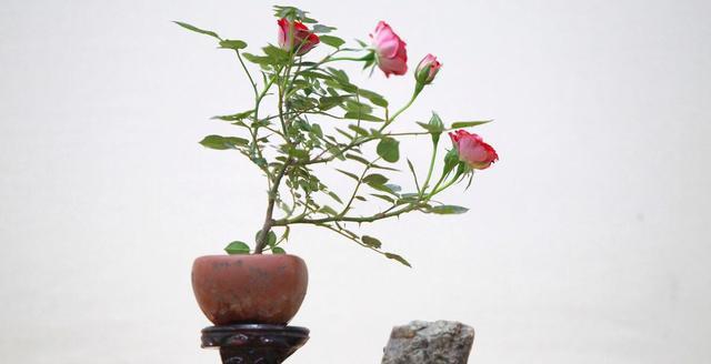 月季花苗批发盆栽视频