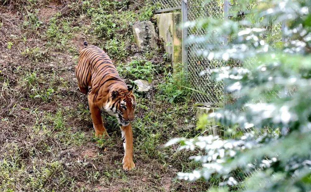 广东粤北发现青猴,坐在山坡上摇头晃脑,独自行动不太寻常