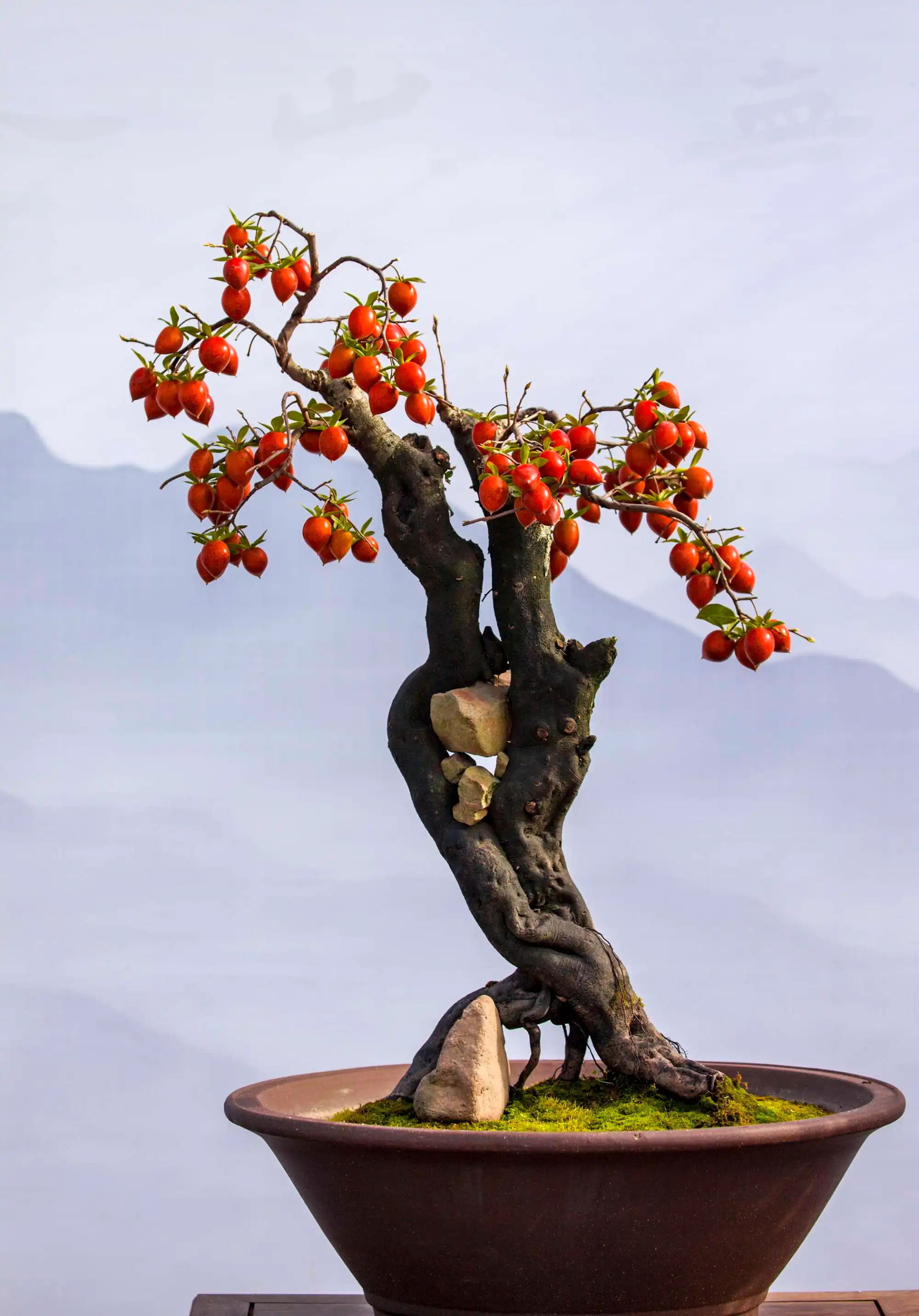 老鸭柿子树盆景的养护艺术:细节决定雅韵