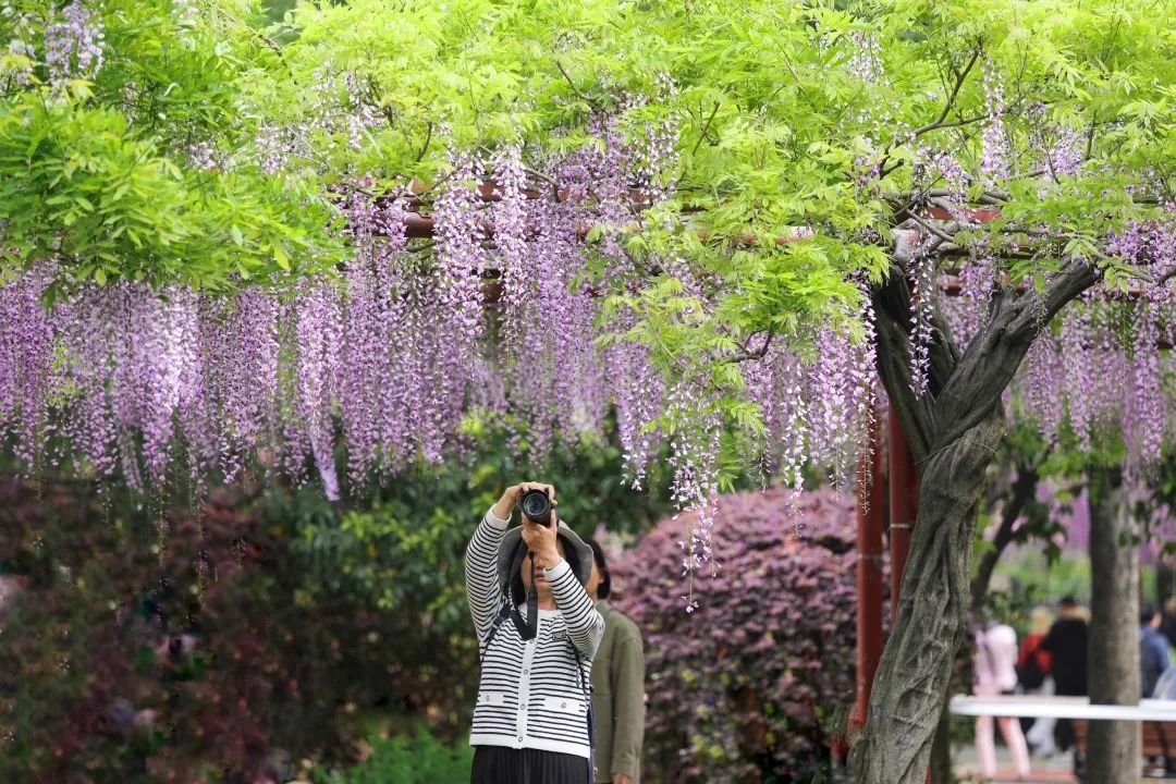 最美人間四月天!嘉定這裡紫藤花開如瀑