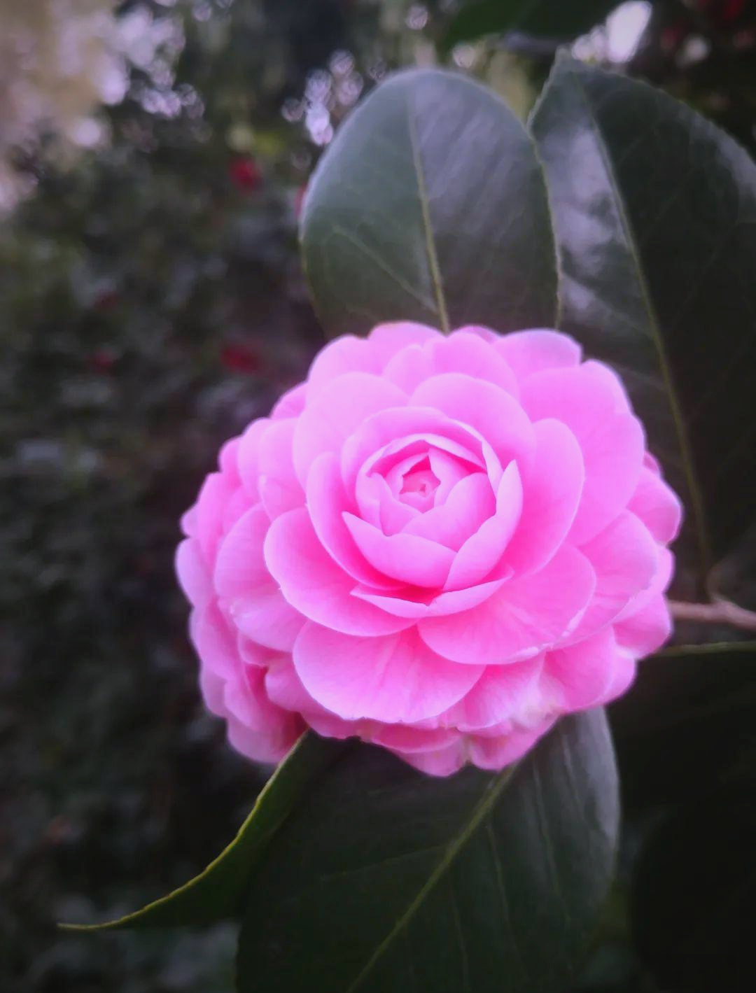 小桃红茶花:少女般的粉红世界