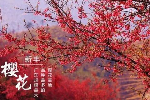 每周三,六/日出发韶关新丰樱花峪看樱花 泡温泉