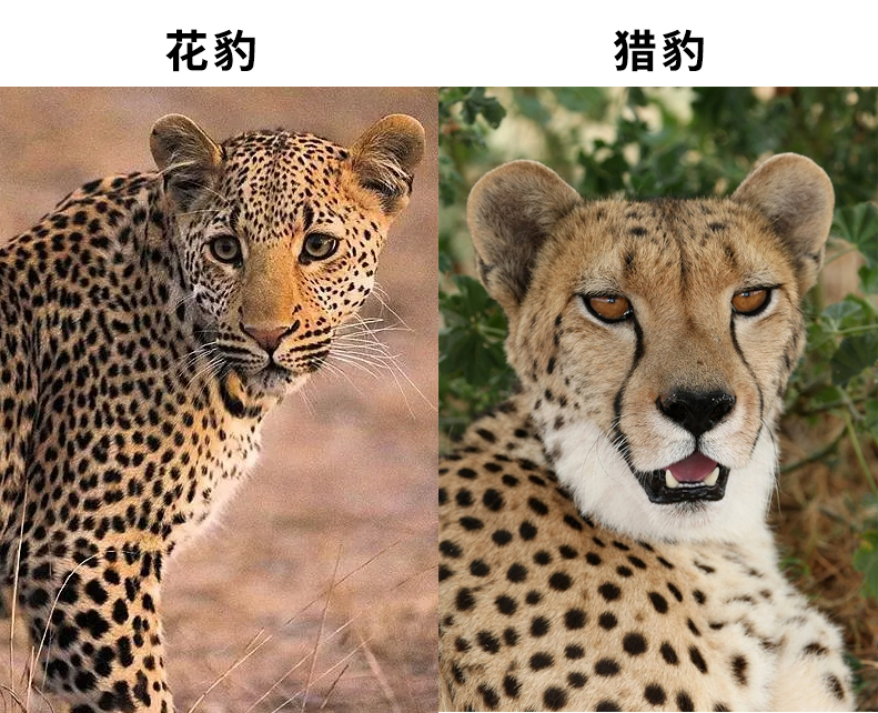 猎豹和花豹的区别图片