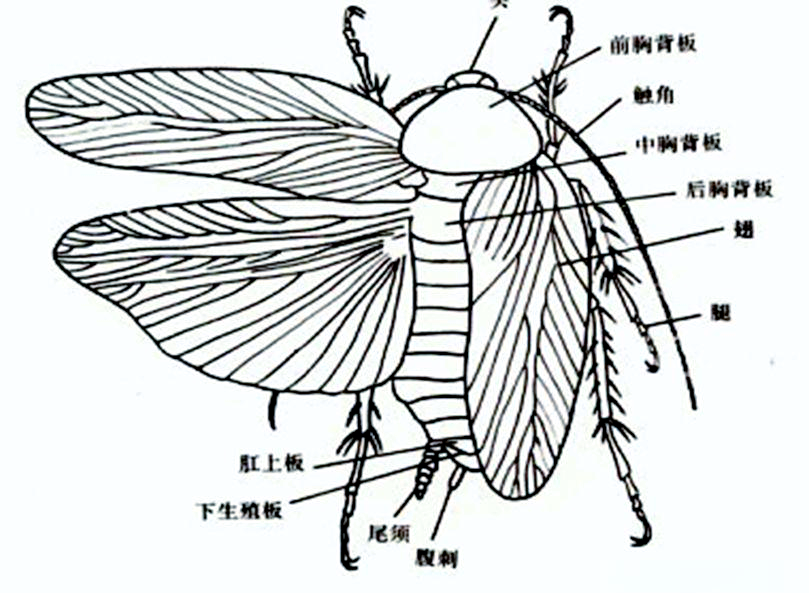 深入了解蟑螂:探索其多样形态与强大生存技能