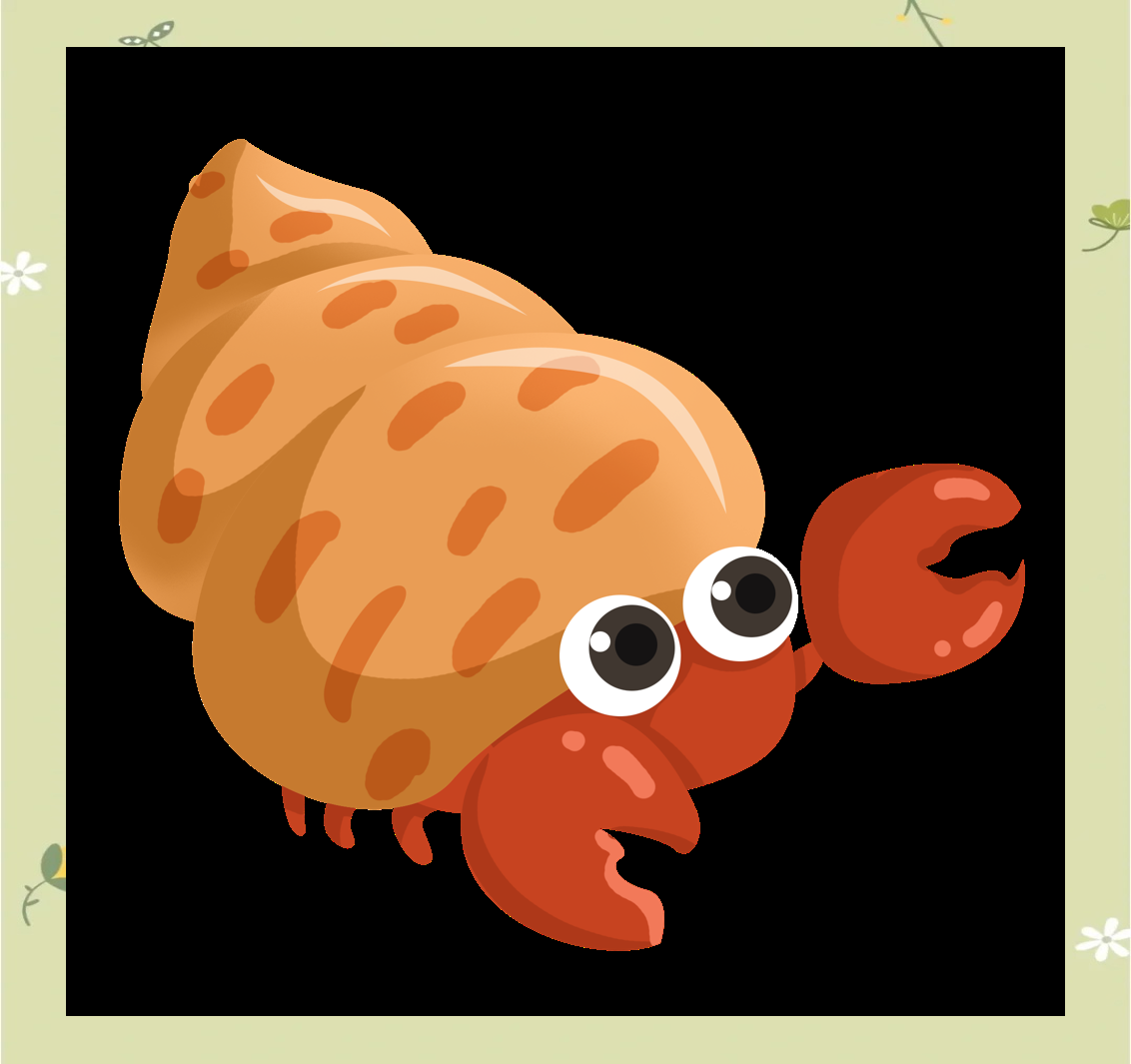 科普活动|深入了解寄居蟹:换房,饲养与保护环境