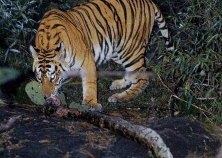老虎觅食偶遇5米长"大虫",大战一触即发,镜头记录惊险画面