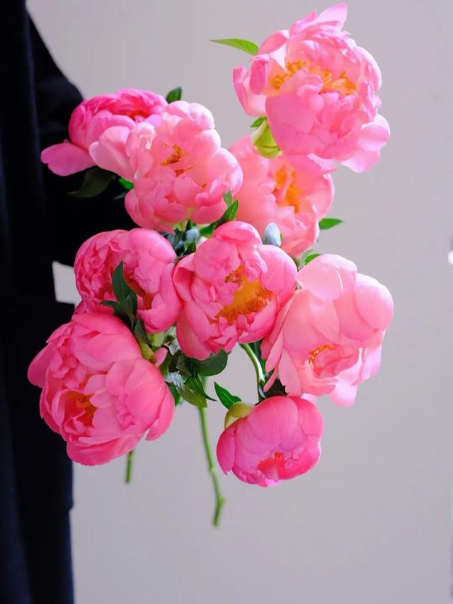 带你识花——珊瑚落日芍药