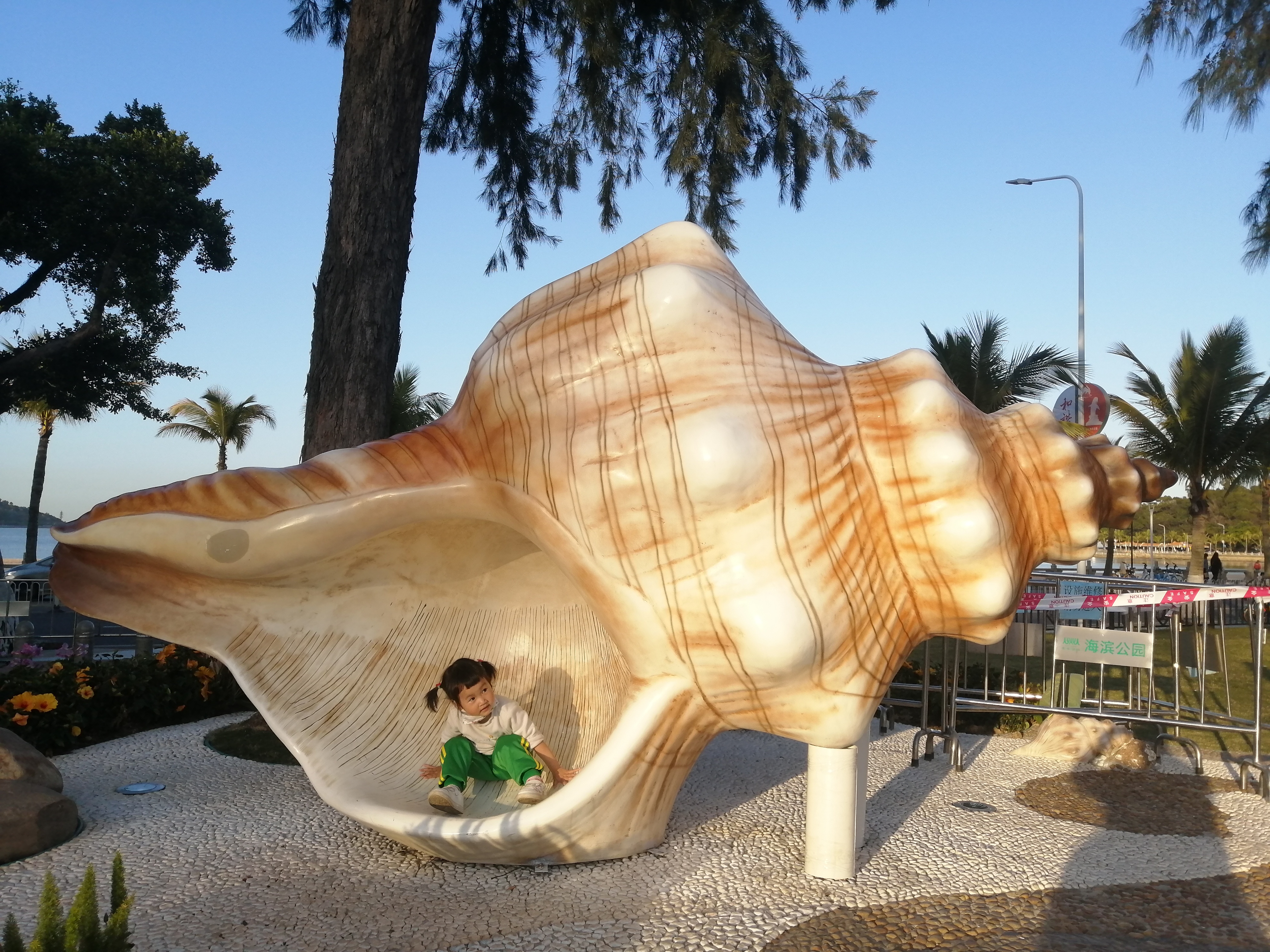 世界上最大的海螺图片