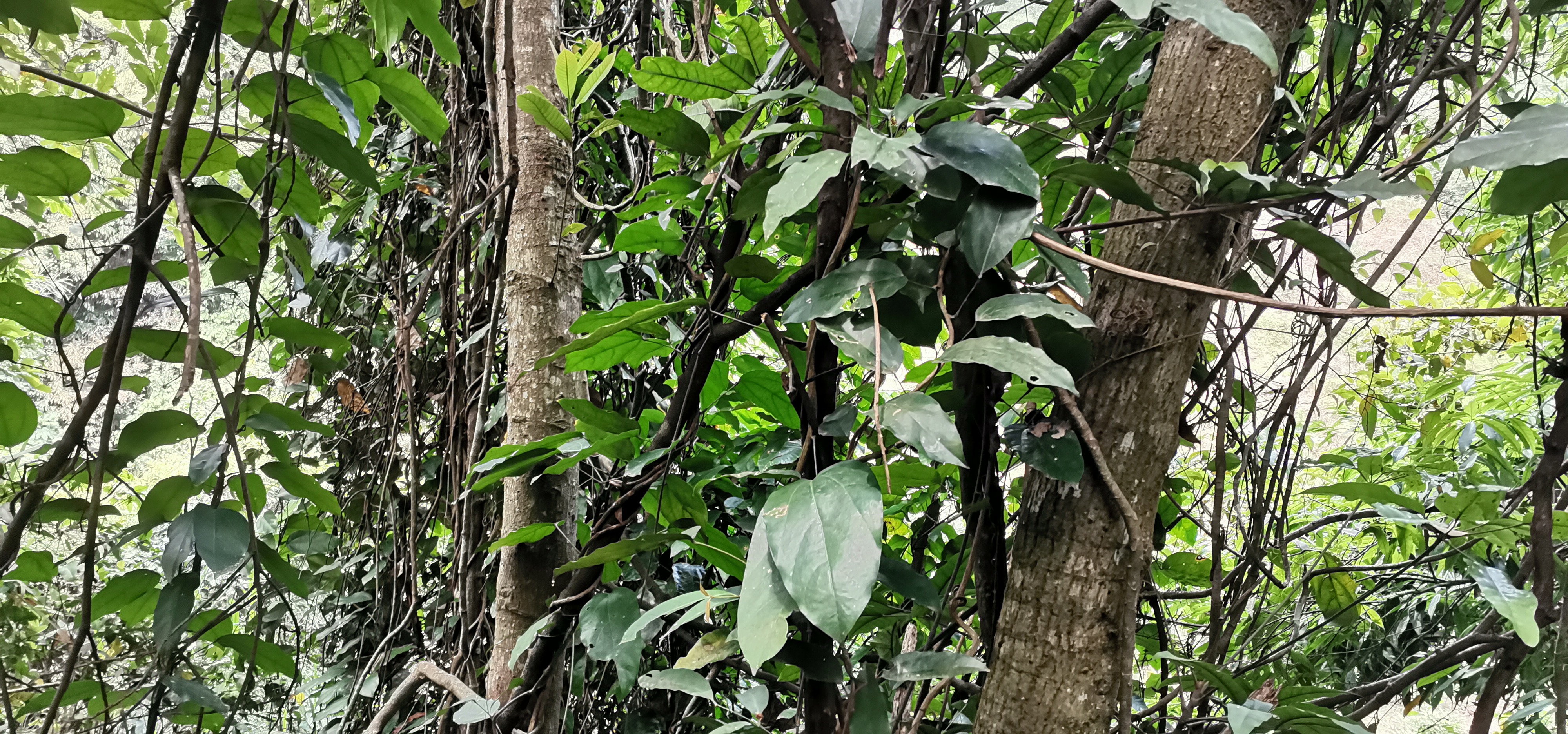 黄藤又名土黄连,黄连藤等,颜色黄的很正