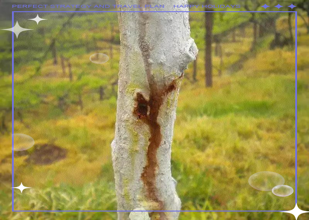 冬季果树清园:石硫合剂的正确使用方法与注意事项