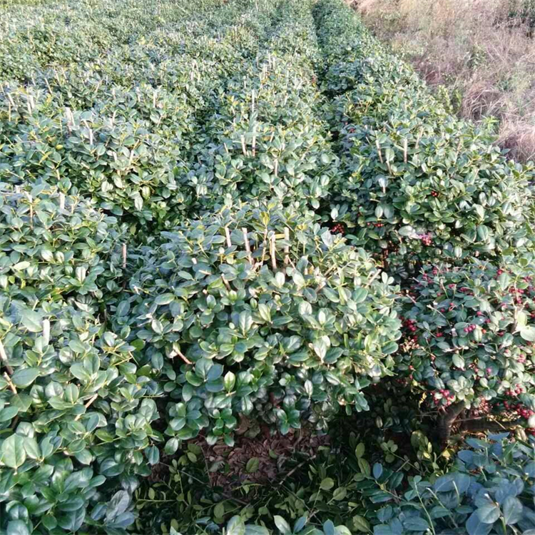 无刺构骨球的外观特点和光照要求