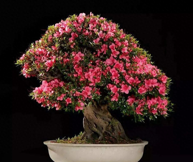杜鹃花盆景的养护方法