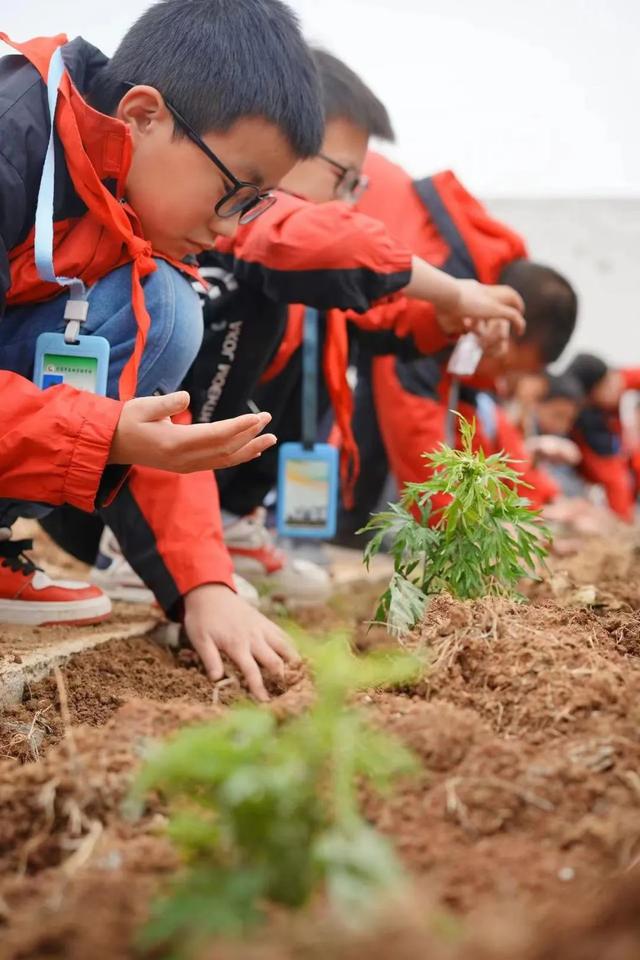 “小神农 植百草”探索校园里的中草药文化