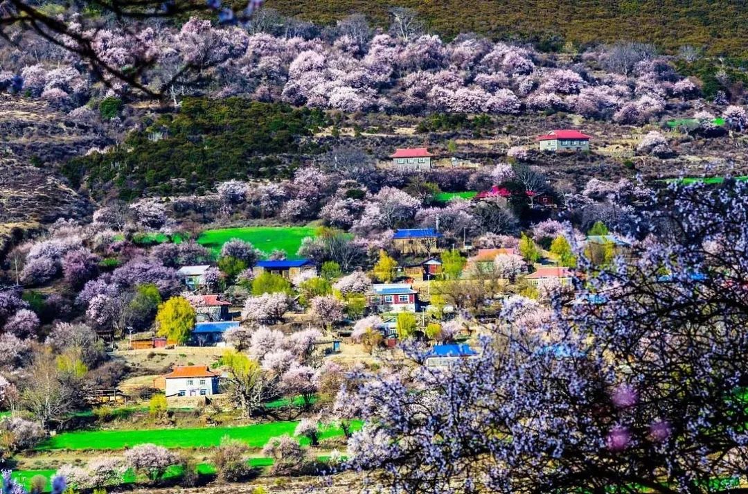 来卓尼上春山踏遍春光不思还