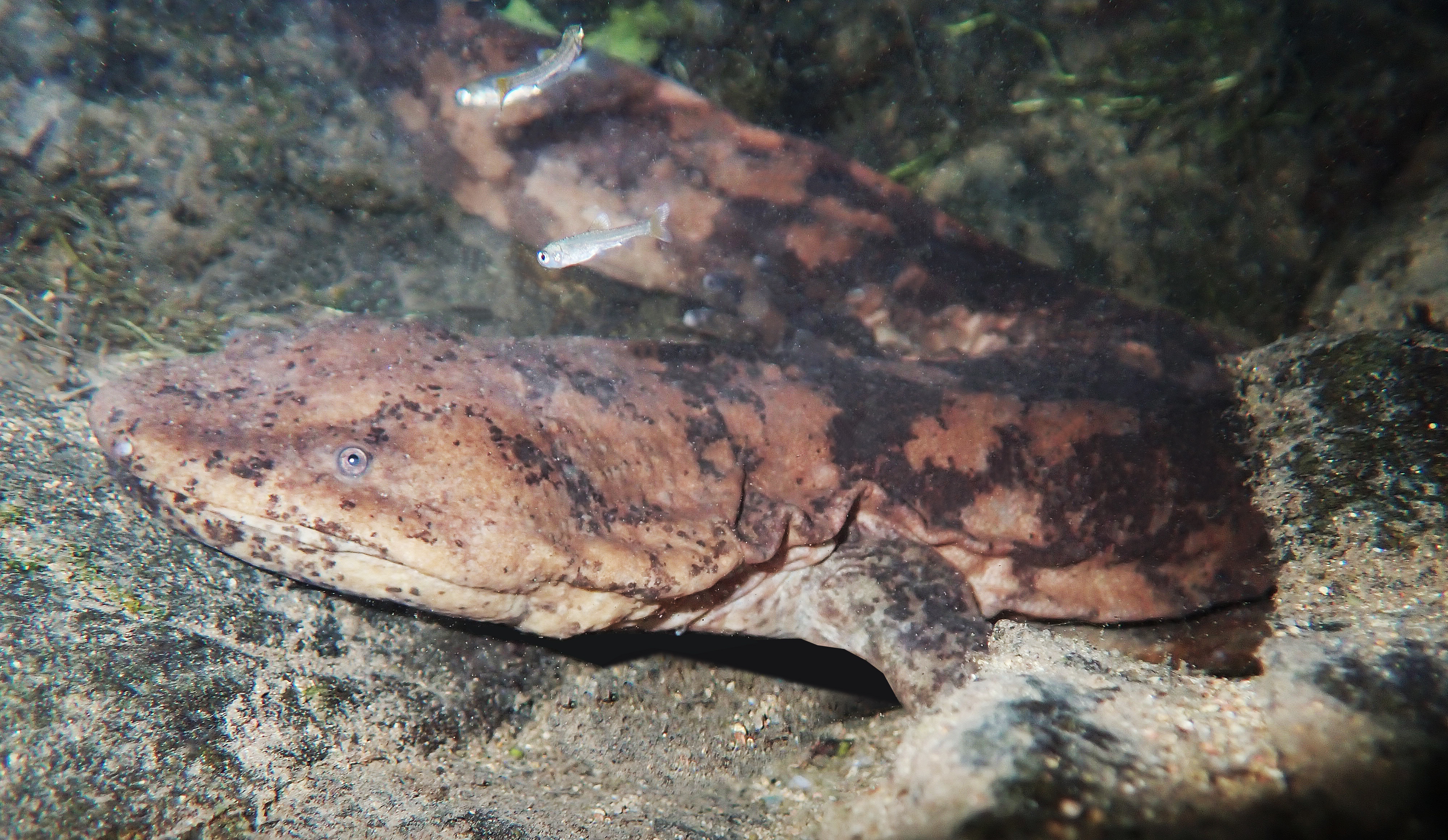 共建地球生命共同体|我国发现首个野外纯种"娃娃鱼"