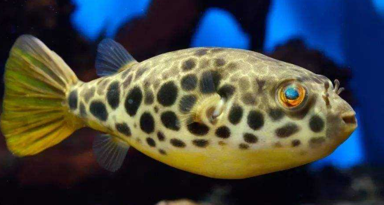 皇冠狗头为什么这么贵