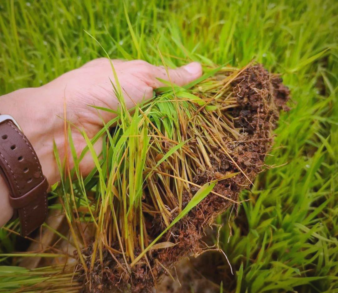 水稻立枯病全面防治策略,保障秧苗健康生长