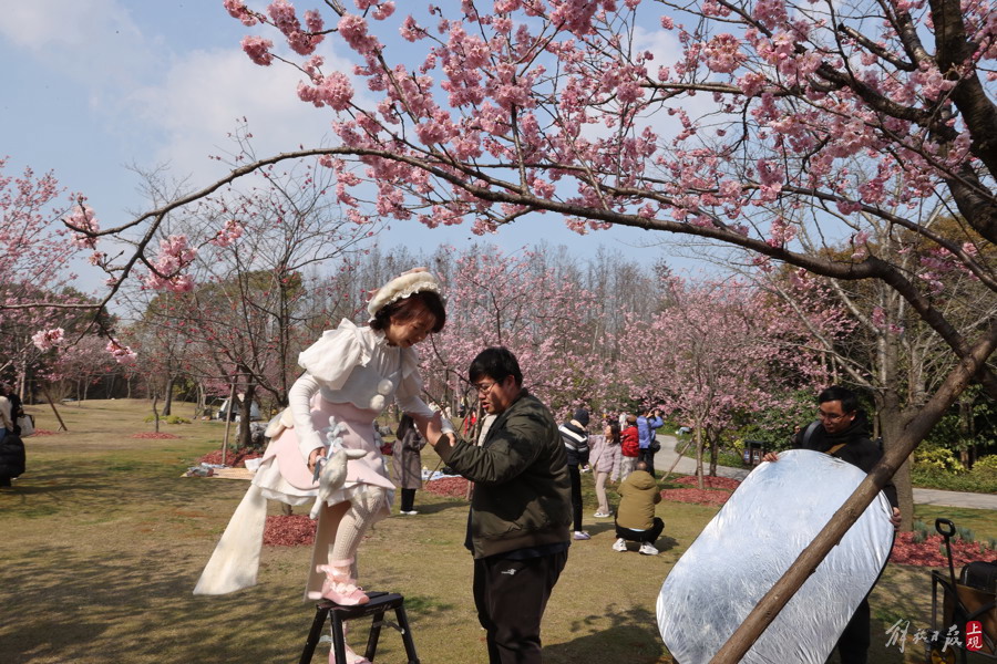 顾村公园里,有人提前为上海樱花节预热