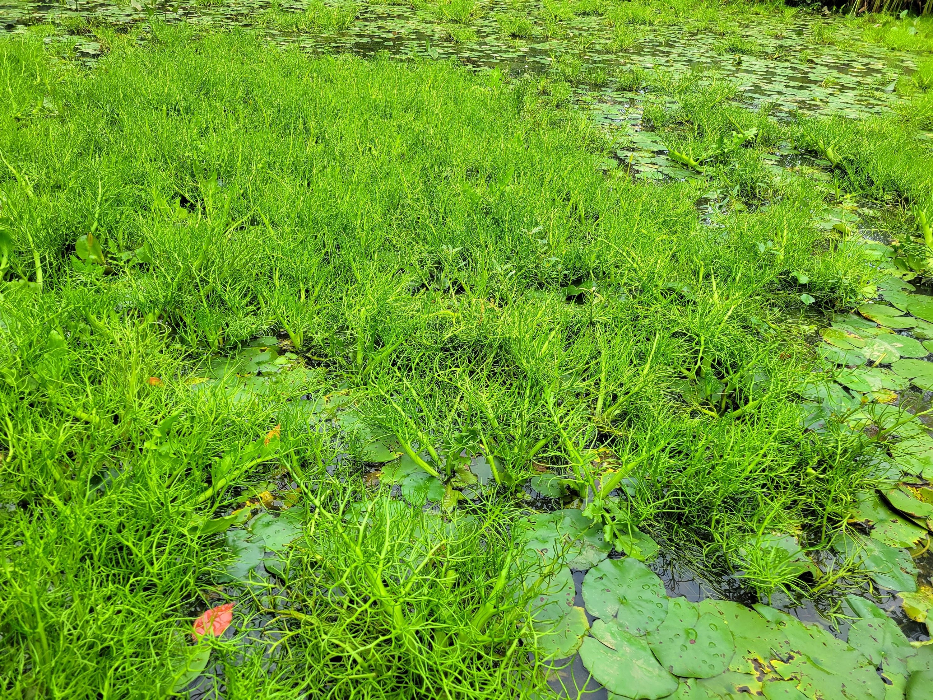 粗梗水蕨是新物种?武汉两家科研单位正携手验证