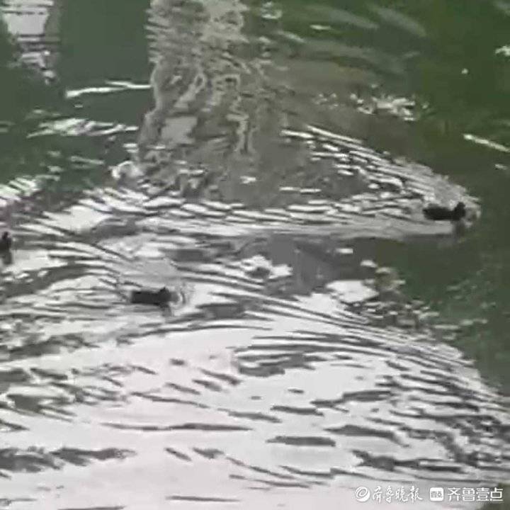 韩庆云|小䴙䴘出世了