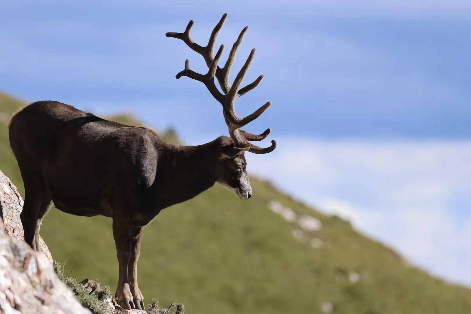 白唇鹿现身拉萨河畔,生态环境回升向好!
