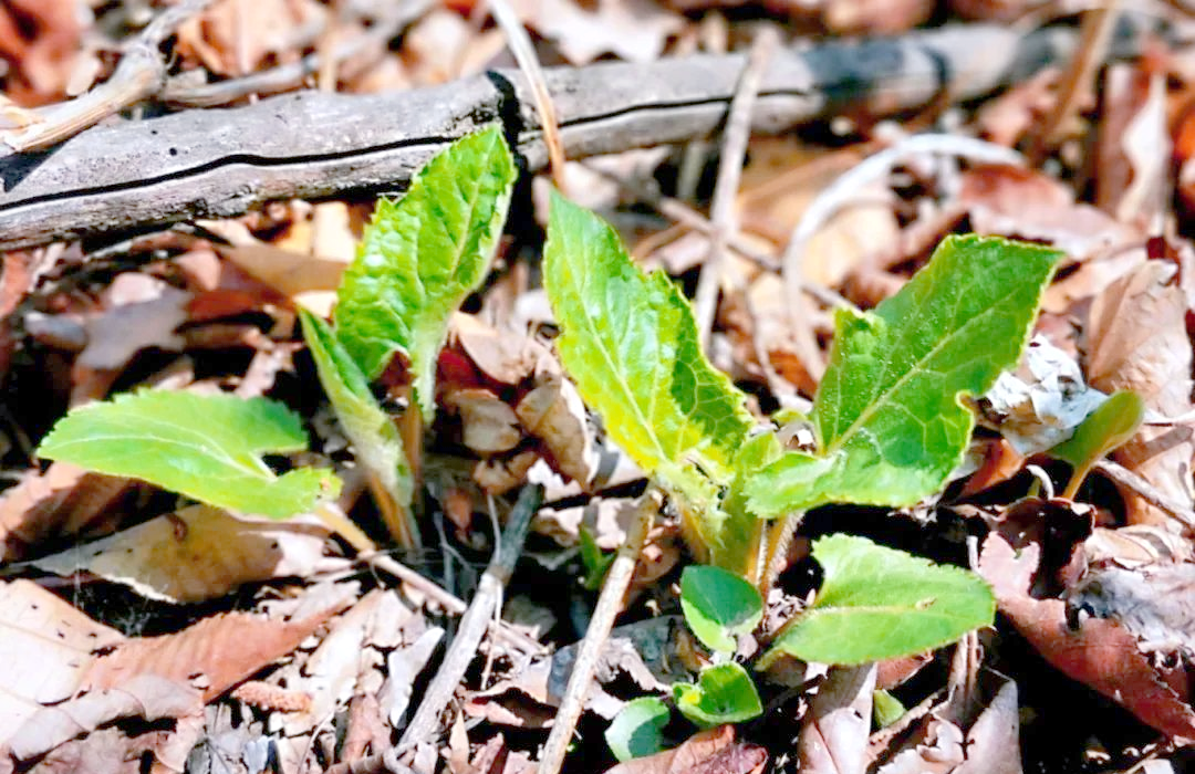 本溪春天山野菜全攻略:尝鲜与健康兼备
