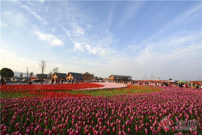 138亿枝!到2025年斗南花卉年交易量力争实现世界第一