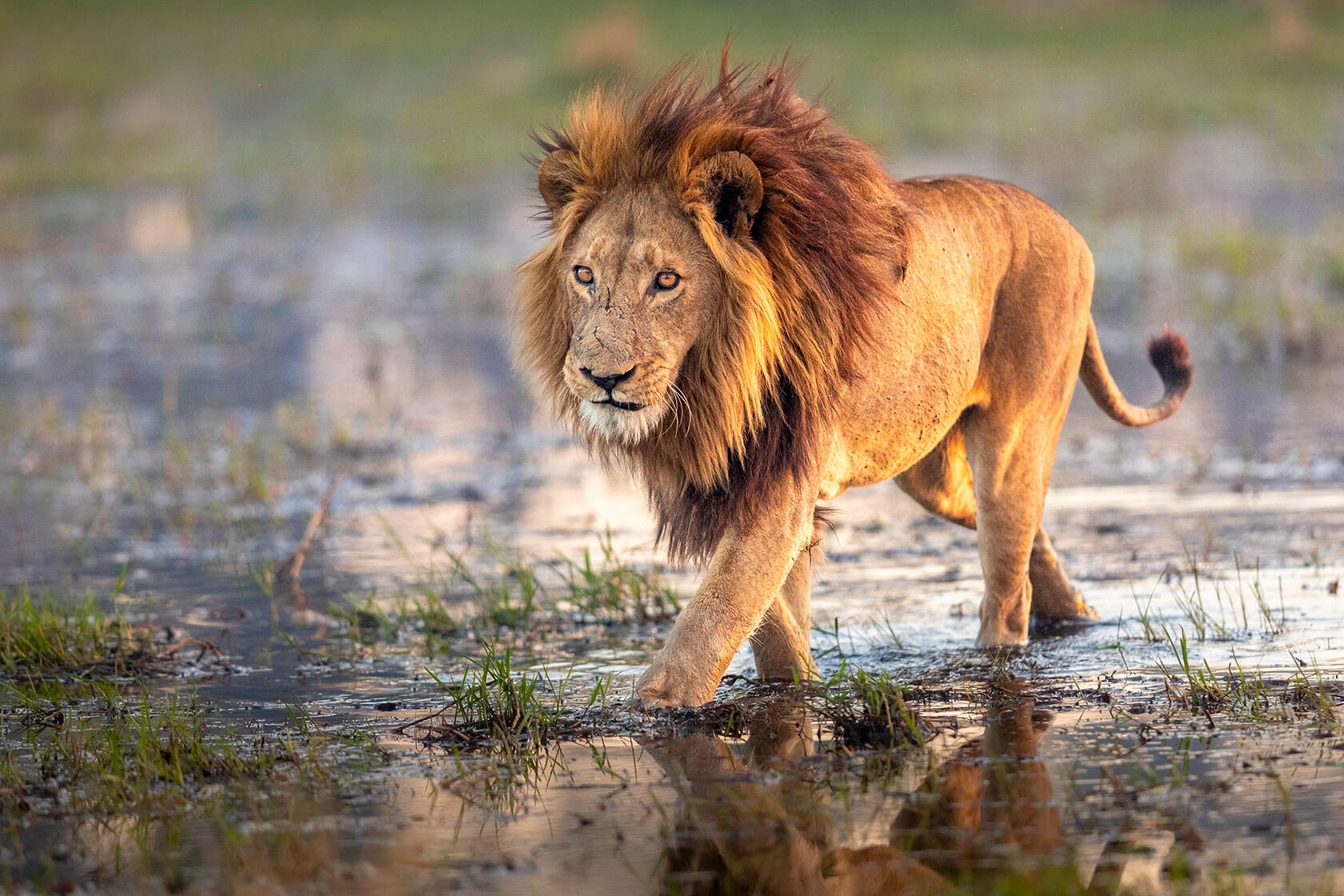 绿色季节:非洲野生动物的迷人摄影照片
