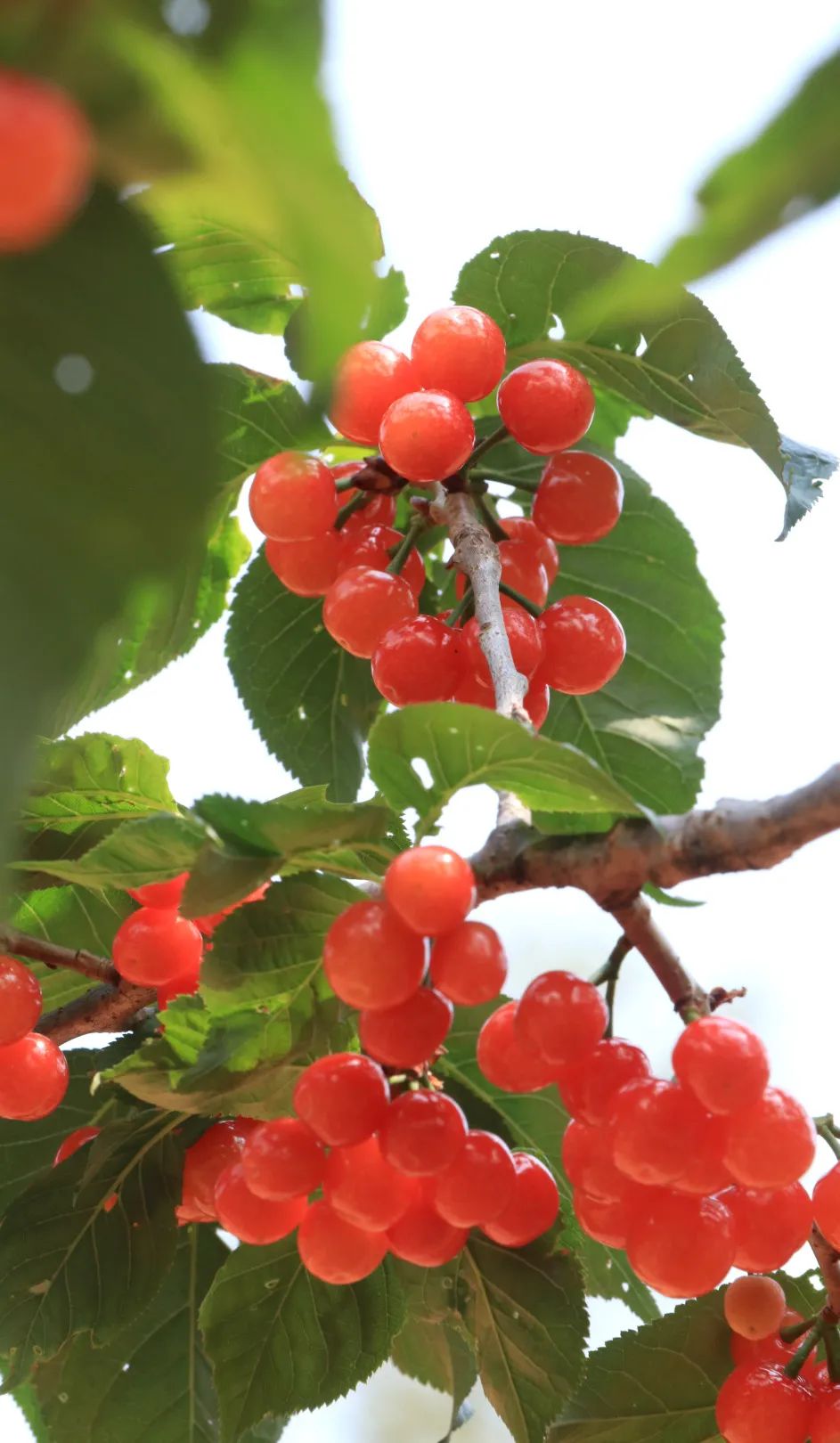 min甜的《四川樱桃采摘指南》,点击查收