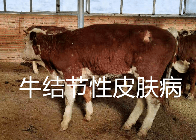 牛结节性皮肤病的特征是什么?应该怎么治疗?