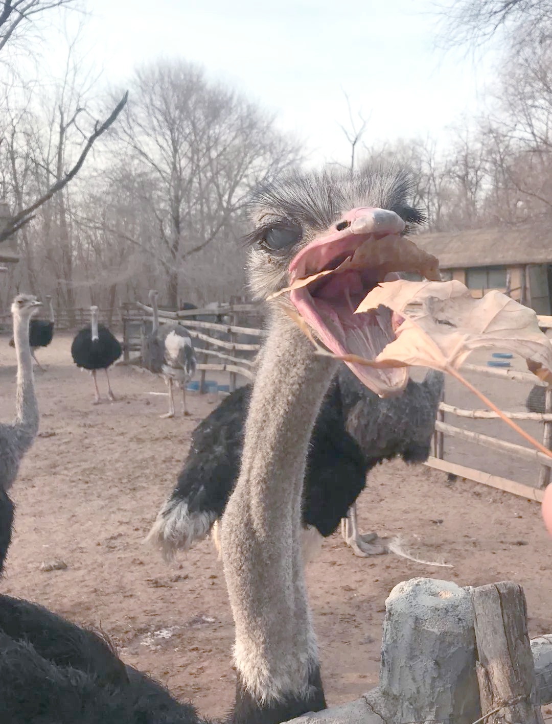 鸵鸟:现实中的"奔跑健将"与"飞行谣言"