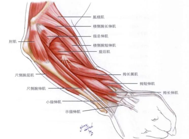 前臂外科解剖的详细图谱与指南