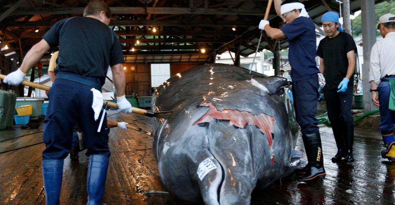日本人捕杀鲸鱼是为吃肉?不要再被骗了,背后真正目的令全球警惕