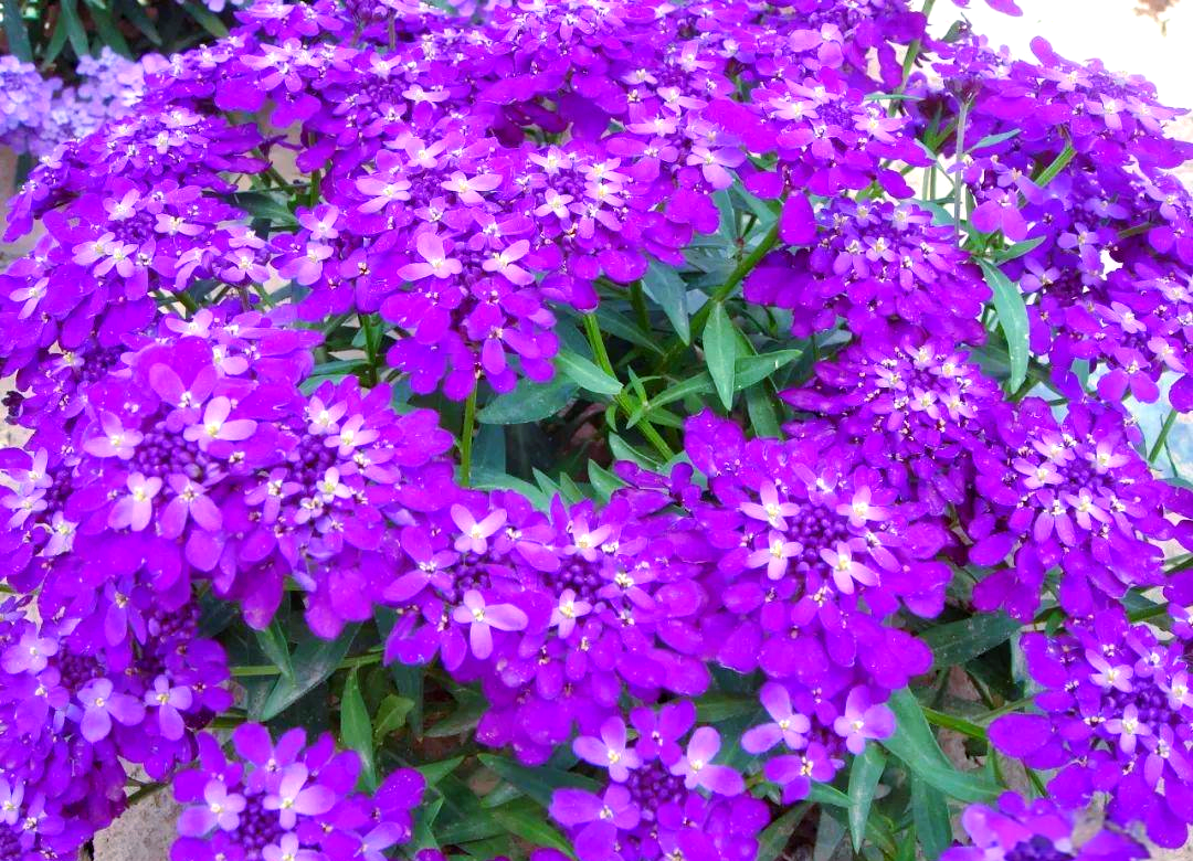 蜂室花种植全攻略:从播种到养护的实用技巧