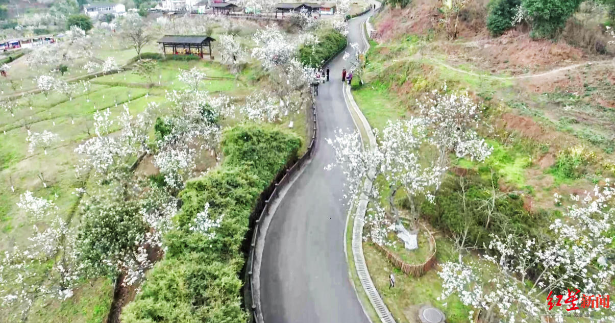 花开胜雪!新津梨花溪迎来梨花盛花期
